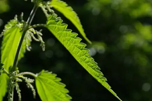 stinging nettle leaves burning hair