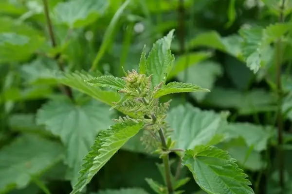 stinging nettle plant weed