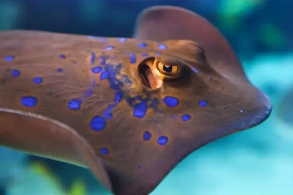 stingray