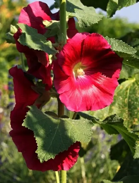 stock rose stock rose garden flower