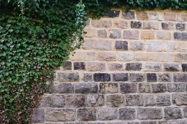 stone wall and the ivy