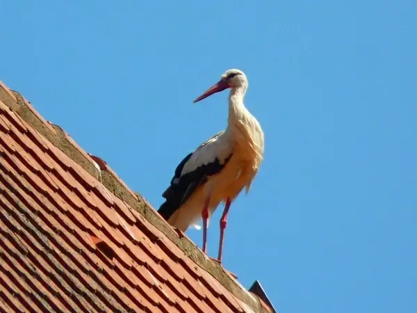 stork bird pets