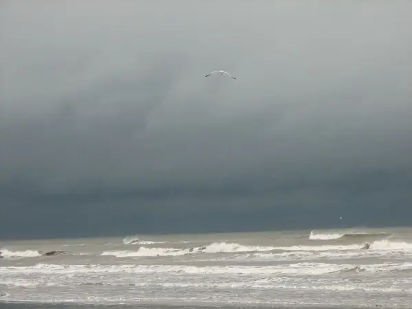 stormy skies ocean seagull