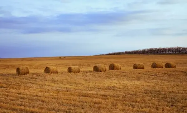 straw in the field