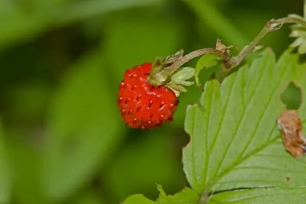 strawberry