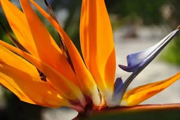 strelitzia reginae