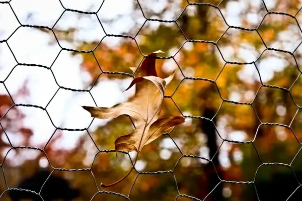 stuck leaf