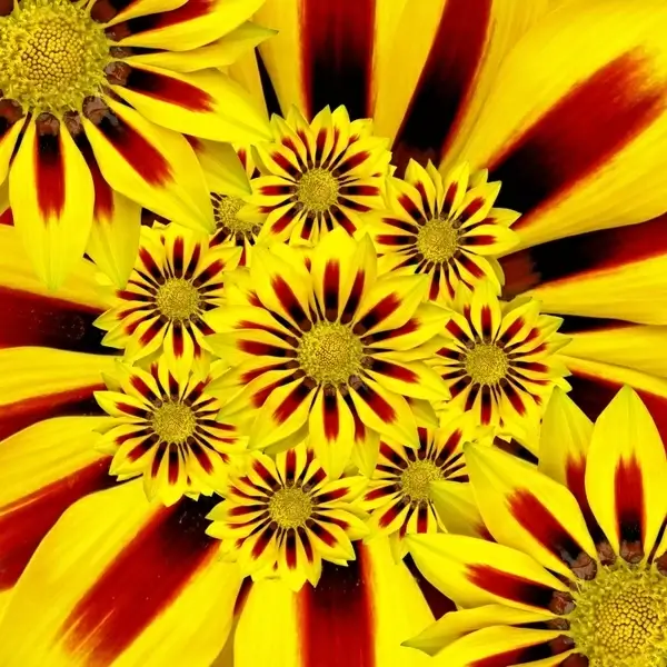 summer flower sun yellow