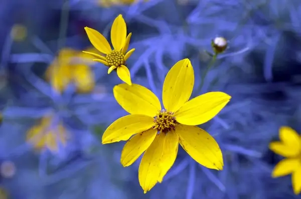summer flowers