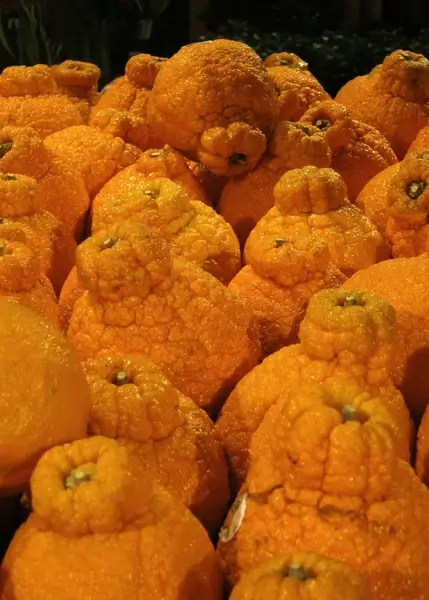 sumo oranges 