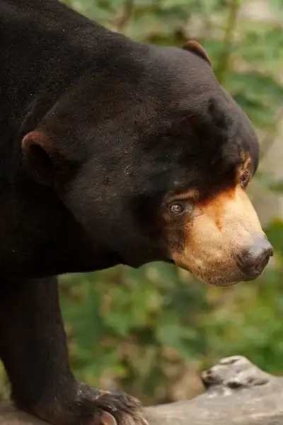 sun bear