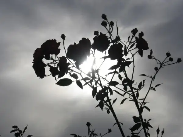 sun bursting through rose bush