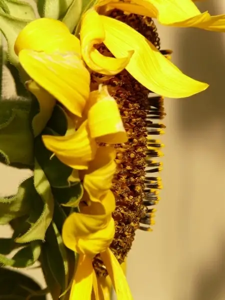 sun flower helianthus annuus flower