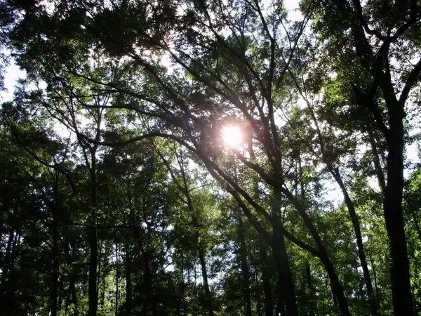 sun through trees