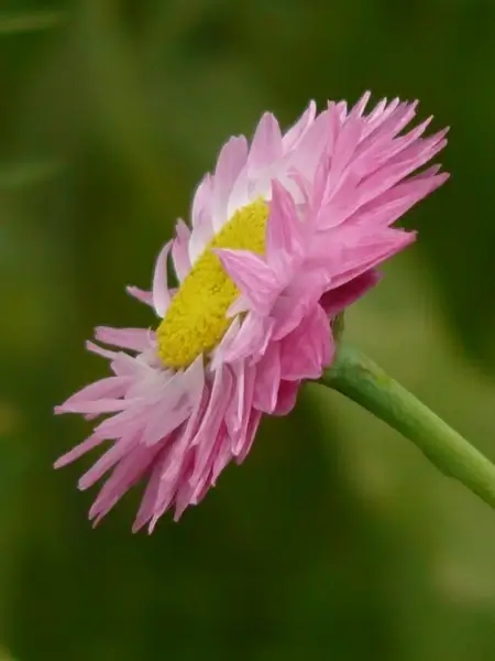 sun wing flower pink
