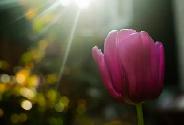 sunburst tulip