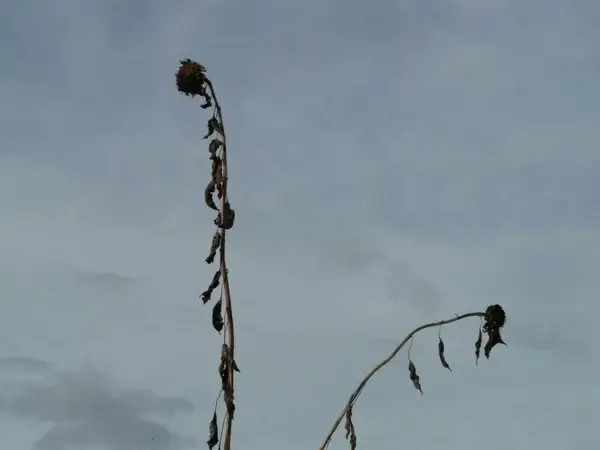 sunflower dry stranded tramples over