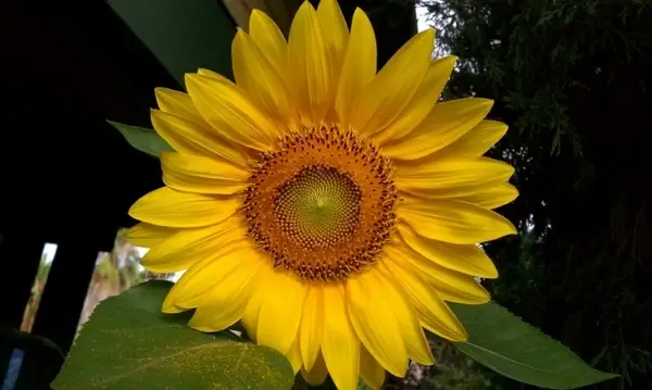 sunflower flowers helianthus