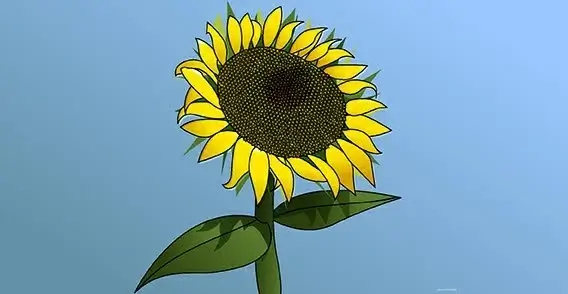 Sunflower Girasol