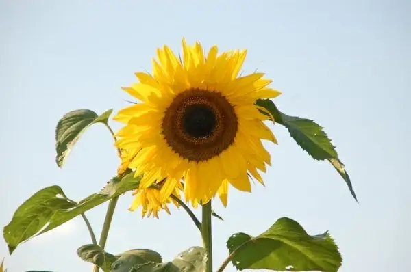 sunflower helianthus sun