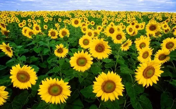 sunflower sunflower field flora