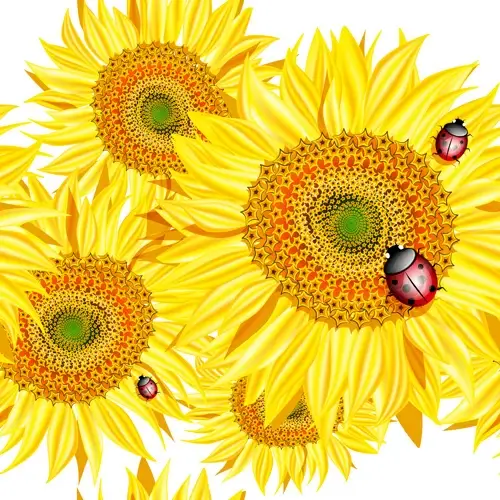 sunflowers with ladybird vector