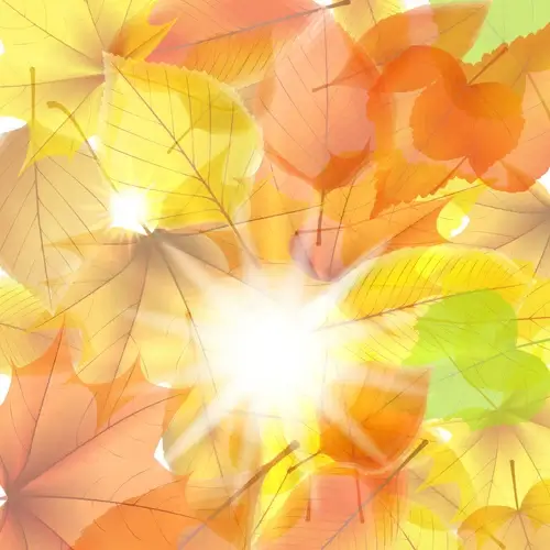 sunlight with autumn leaves background graphics