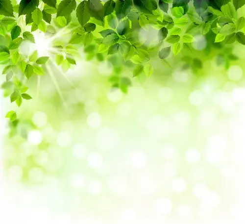 sunlight with green leaves shiny background vector