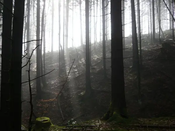 sunrays