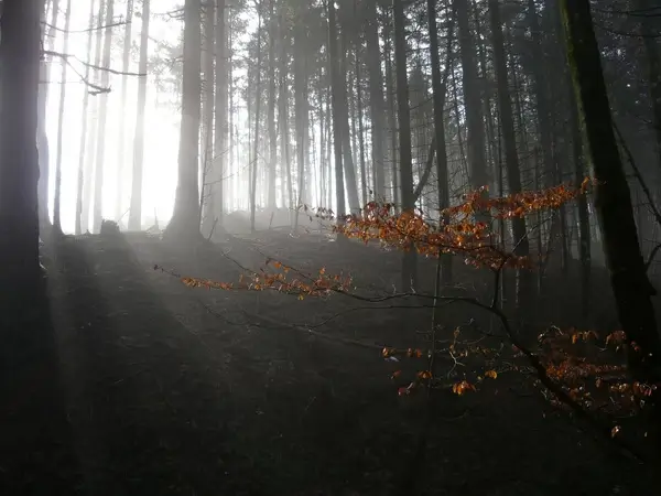 sunrays