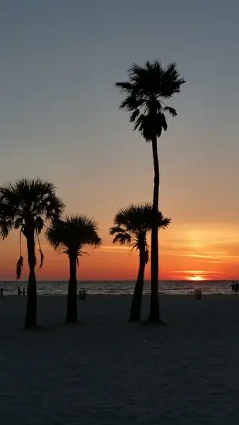 sunset palm trees coast