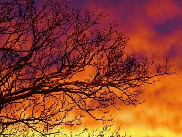 sunset sky tree