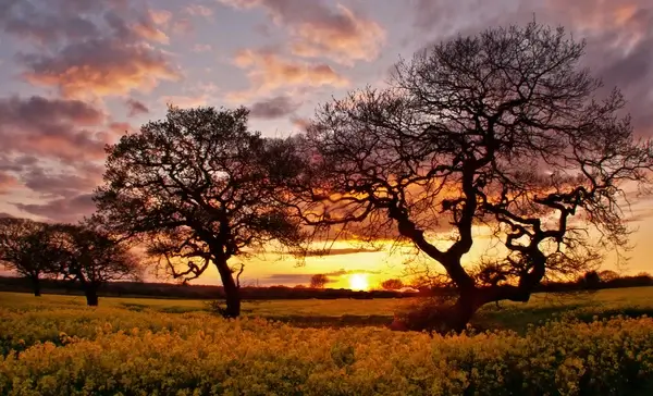 sunset through trees