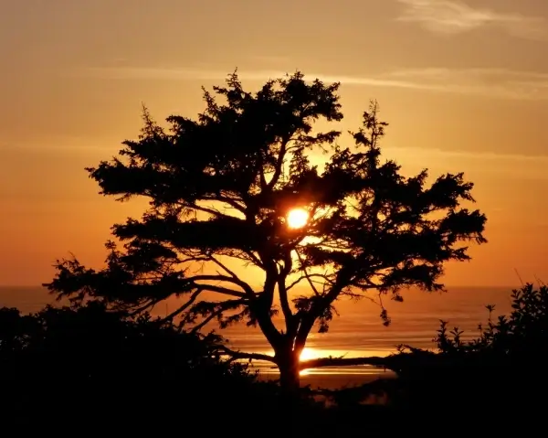 trees on calm beach under sunset