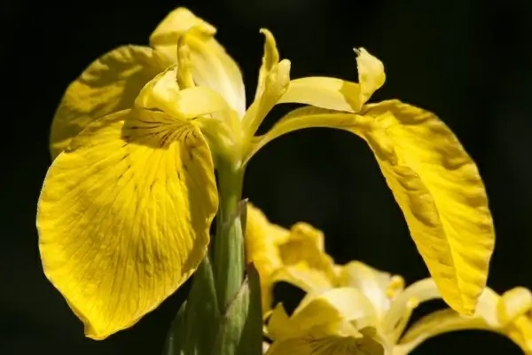 swamp iris iris pseudacorus yellow iris
