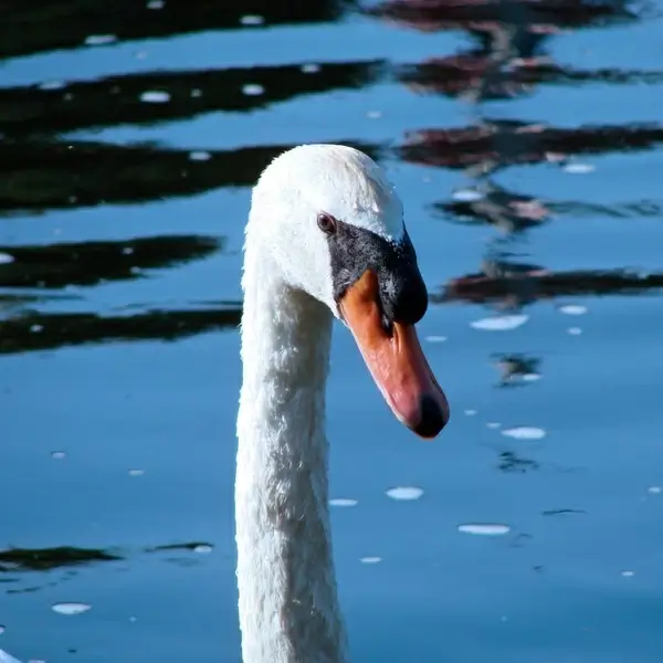 swan face