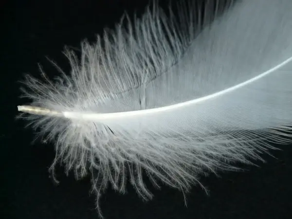 swan feather spring swan