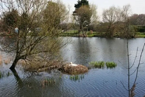 swan nesting