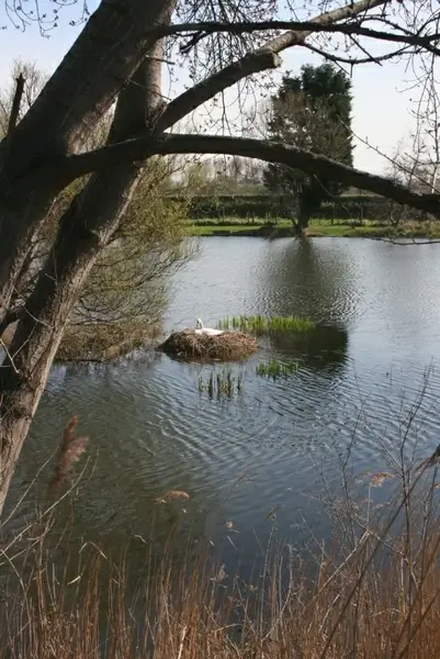 swan on nest
