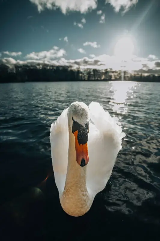 swan picture elegant contrast closeup
