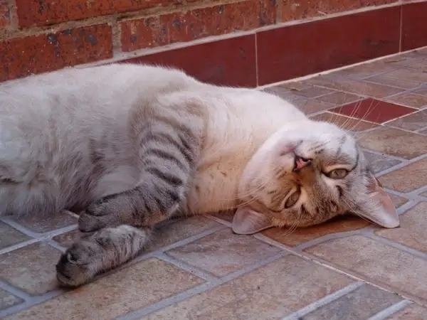 sweet kitty adorable