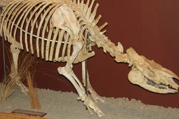 swift running rhinoceros