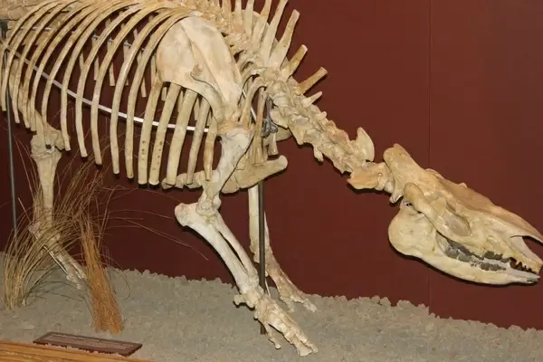 swift running rhinoceros