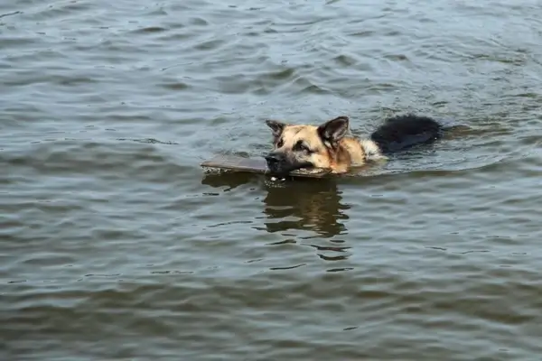 swimming dog