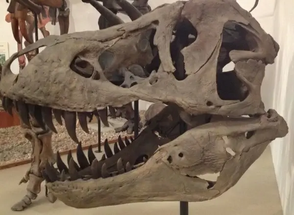 t rex skull