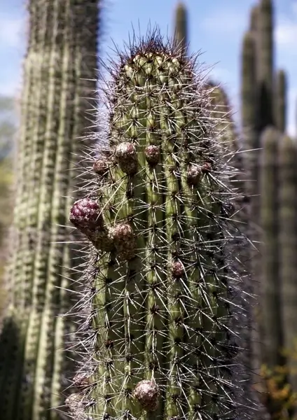 tall cactus plant