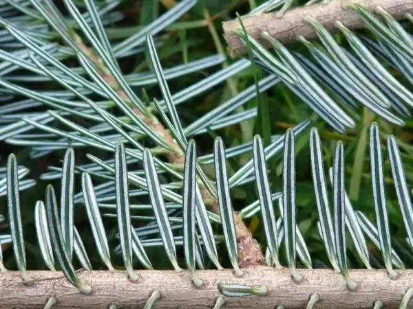 tannenzweig pine needles fir 