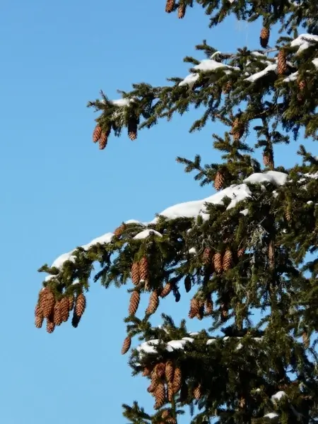 tap pine cones spruce