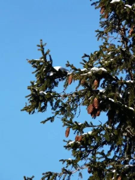 tap pine cones spruce