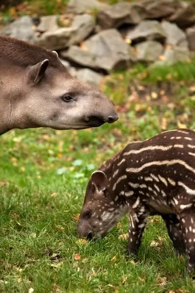 tapir and baby